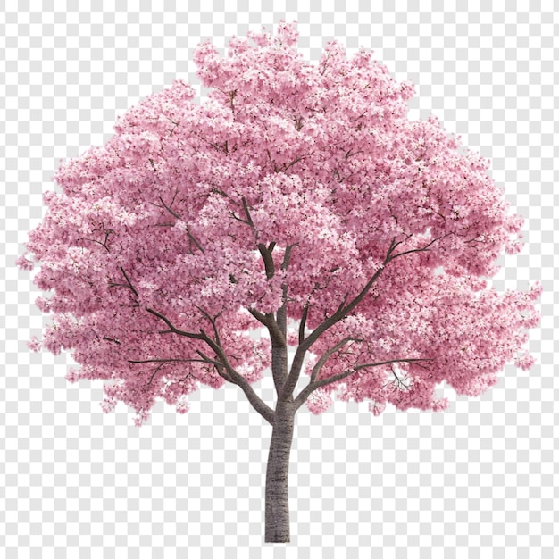 El cerezo rosado en pleno florecimiento