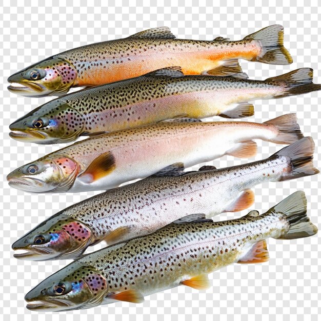 Cinco truchas arco iris frescas Una vista de cerca de peces vibrantes y saludables