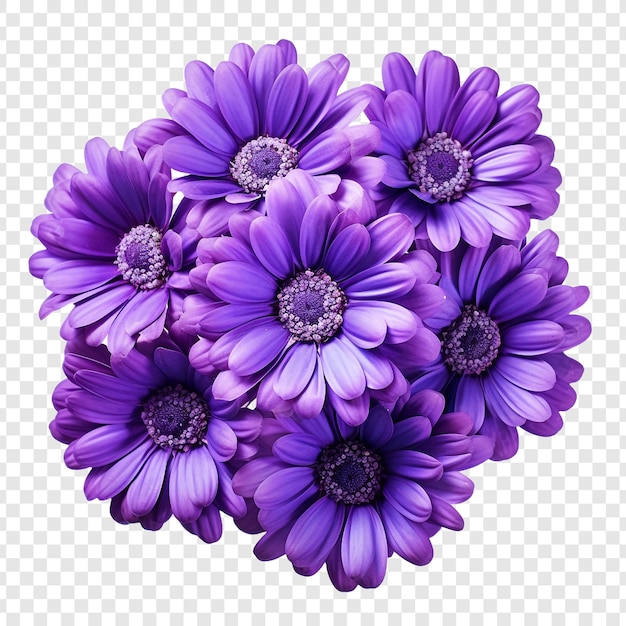 Cineraria bloem png geïsoleerd op transparante achtergrond