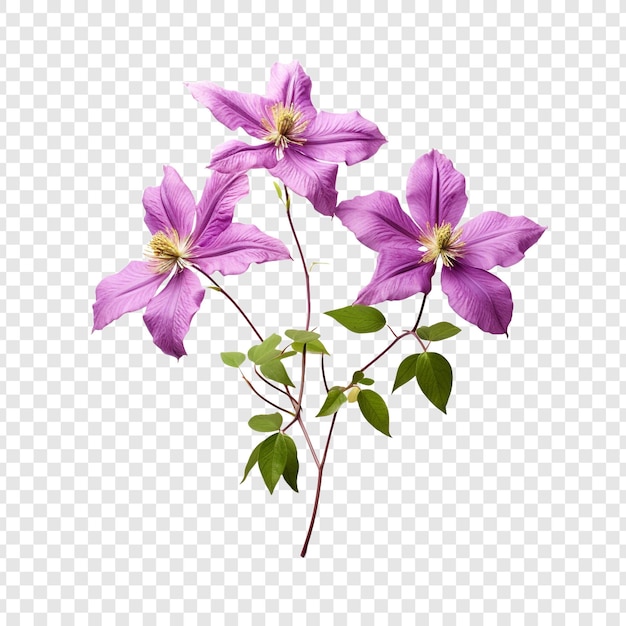 Gratis PSD clematis bloem png geïsoleerd op transparante achtergrond