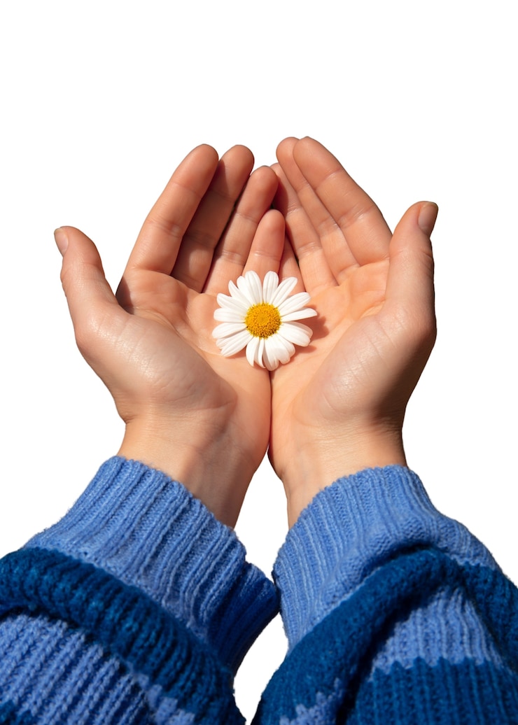 Gratis PSD close-up op daisy geïsoleerd