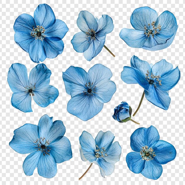 Colección de flores azules delicadamente prensadas