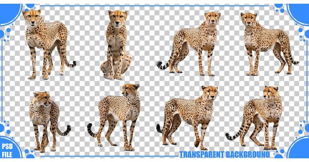 Colección de guepardos sobre un fondo transparente