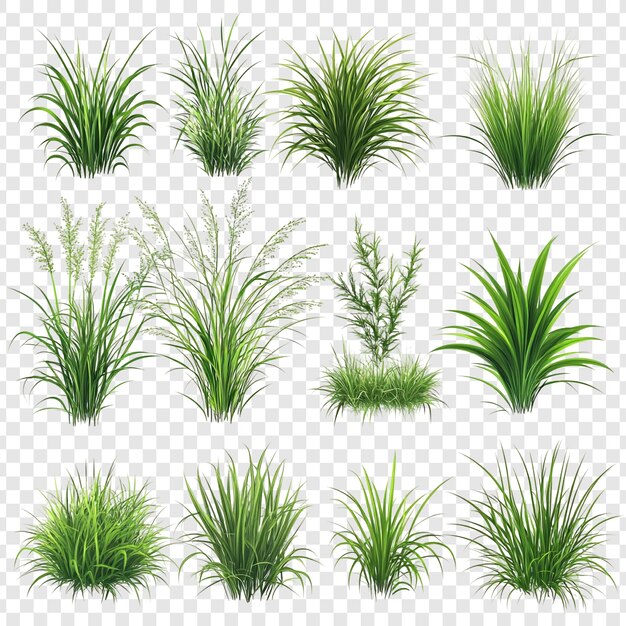 Colección de hierba verde y plantas Diverso conjunto de ilustraciones botánicas realistas