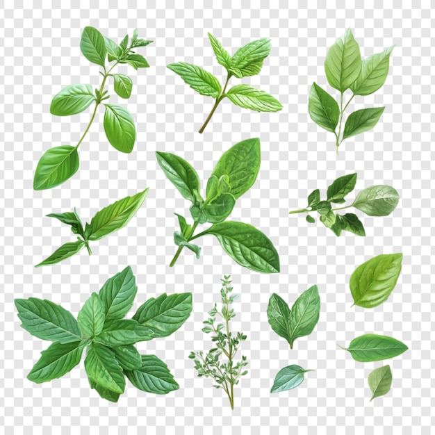 Una colección de hierbas frescas menta albahaca orégano tomillo