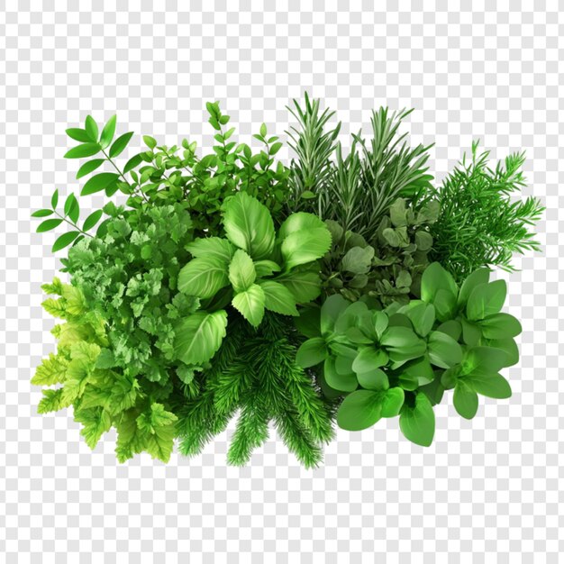 Colección de hierbas y plantas verdes exuberantes Naturaleza Botánica Verdes