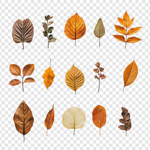 Colección de hojas de otoño Una variedad de follaje seco en tonos cálidos