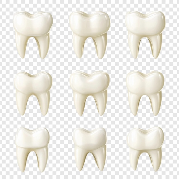 Colección de modelos de dientes 3D realistas para fines dentales