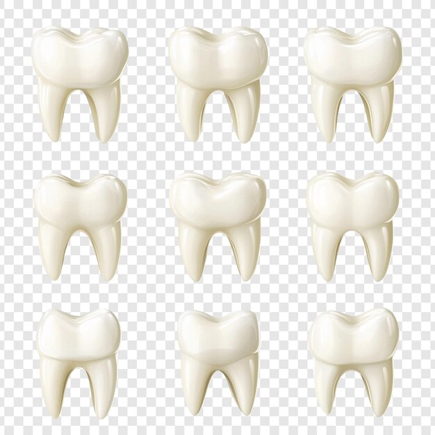Colección de modelos de dientes 3D realistas para fines dentales