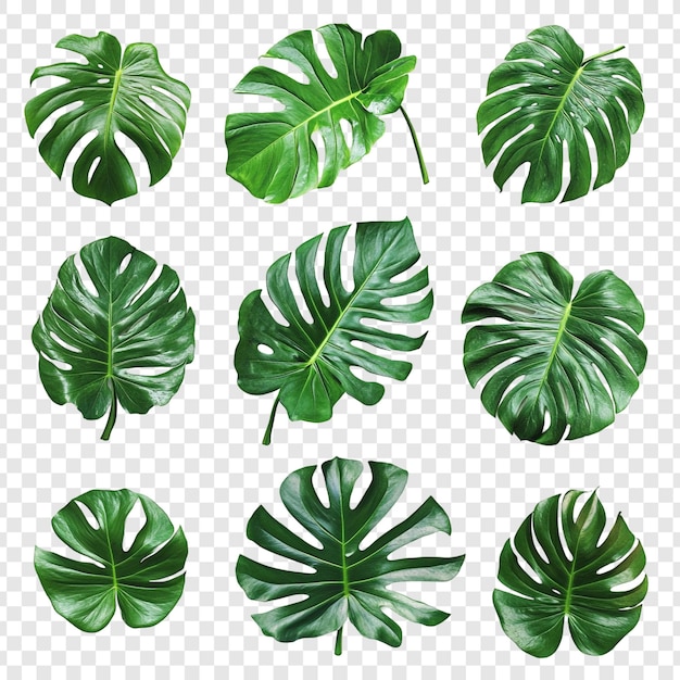 Colección de nueve hojas exuberantes de Monstera