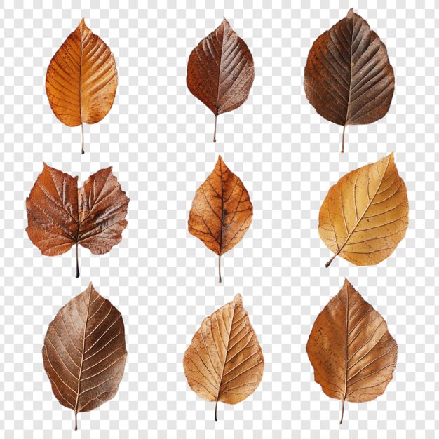 Colección de nueve hojas de otoño secas de tonos marrones, naranjas y dorados