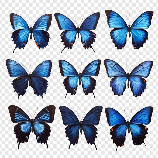 Colección de nueve mariposas azules vívidas
