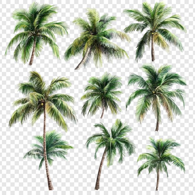 Colección de nueve palmeras de acuarela paraíso tropical
