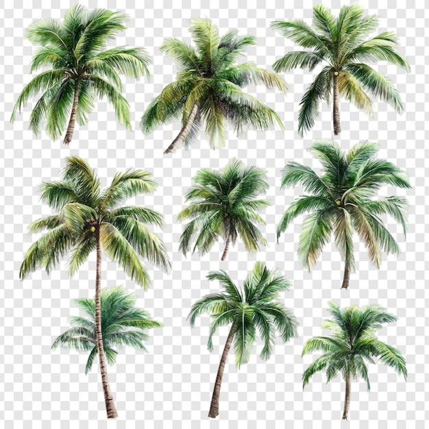 Colección de nueve palmeras de acuarela paraíso tropical