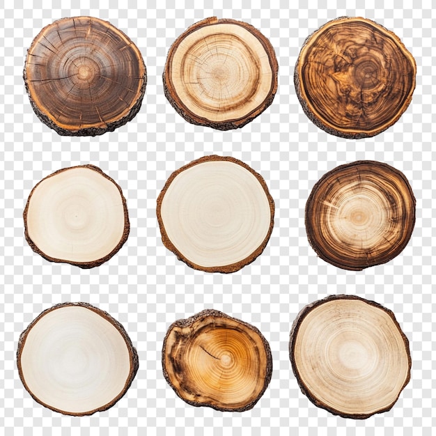 Colección de nueve secciones transversales de árboles de madera de varios colores y patrones de grano aislados sobre un fondo blanco