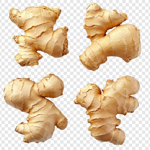 Colección de raíz de jengibre fresca Una delicia culinaria