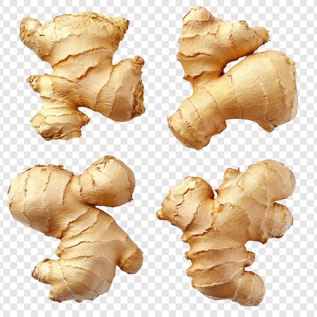 Colección de raíz de jengibre fresca Una delicia culinaria