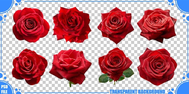 Colección de rosas rojas sobre un fondo transparente