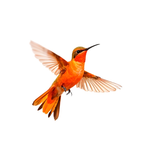 El colibri está aislado.