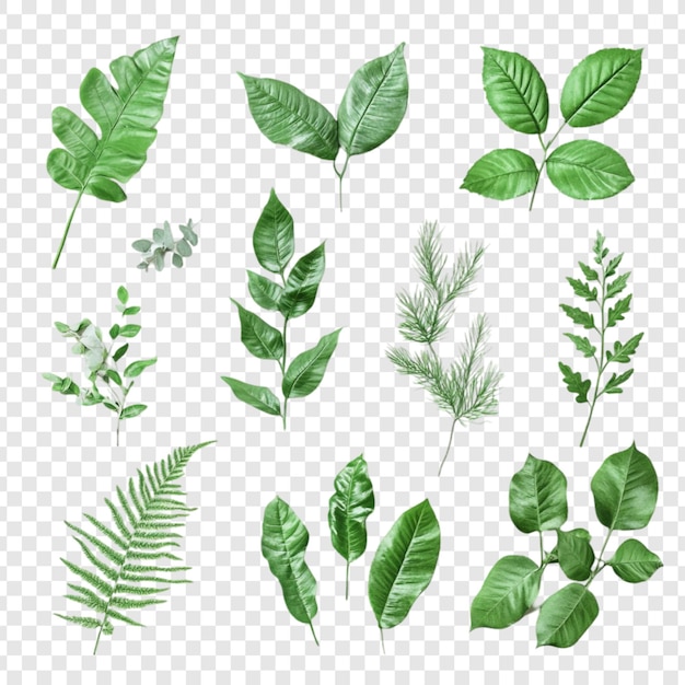 Collectie van groene bladeren Verschillende soorten bladeren geïsoleerd op een doorzichtige achtergrond