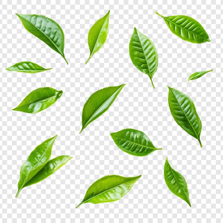 PSD Gratis collection of fresh green tea leaves