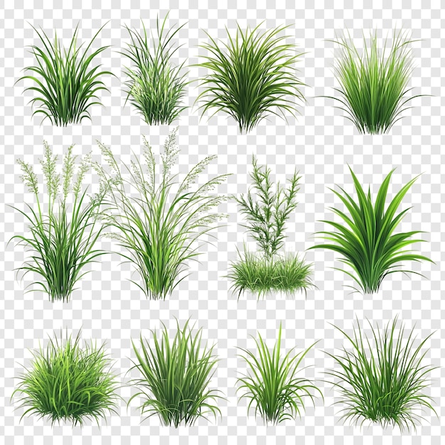 Collezione di erba verde e piante Diverse serie di illustrazioni botaniche realistiche