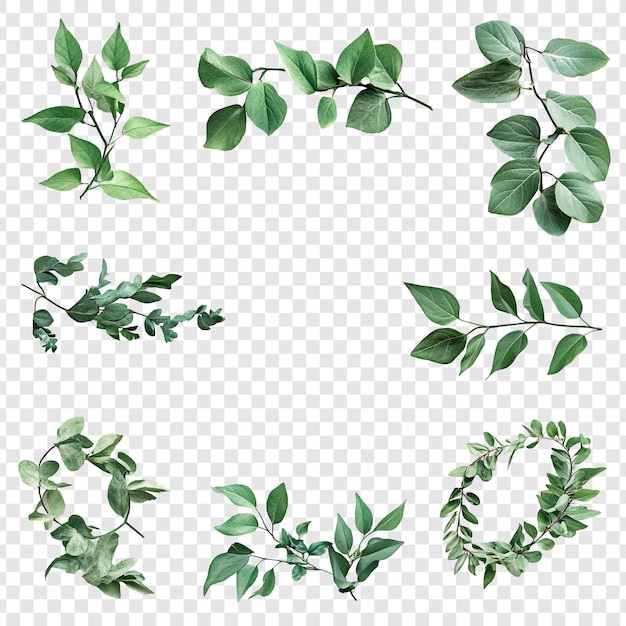 Collezione di foglie e rami verdi Illustrazione botanica per il design