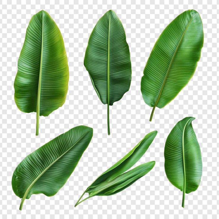 PSD gratuito collezione di foglie tropicali verdi e lussureggianti
