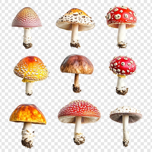 Collezione di nove funghi vibranti Scatti dettagliati in primo piano che mostrano diverse specie e colori