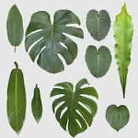 PSD gratuito conjunto de hojas tropicales sobre fondo transparente