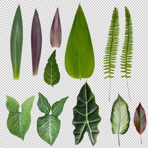 Conjunto de hojas tropicales sobre fondo transparente