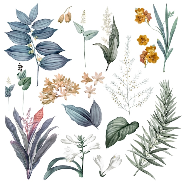 Conjunto de ilustraciones de flores y plantas.