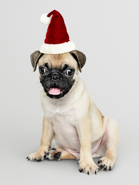 Cucciolo adorabile del carlino che porta un cappello di Natale