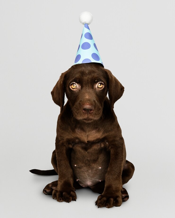 PSD gratuito cucciolo adorabile di labrador retriever che porta un cappello del partito
