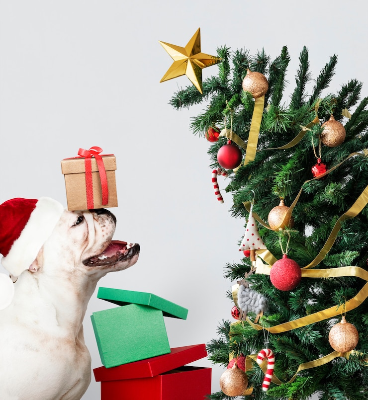 PSD gratuito cucciolo sveglio del bulldog che porta un cappello di santa mentre tenendo un contenitore di regalo