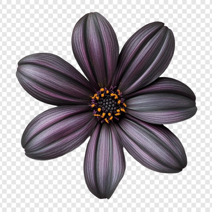 PSD Gratis dark purple osteospermum flower closeup
