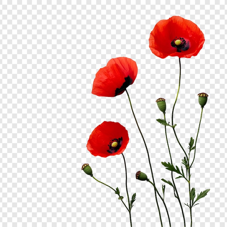 Gratis PSD de levendige rode papaver een prachtig bloemenvertoon