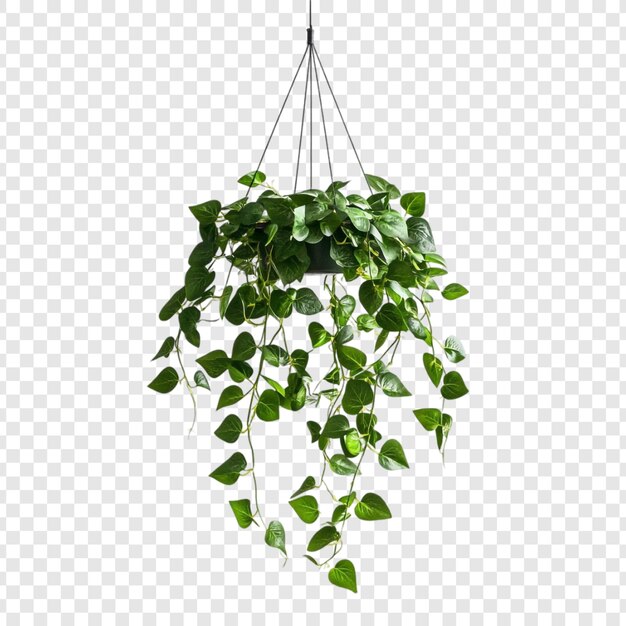 Decoración de interiores con hojas exuberantes de plantas verdes colgantes