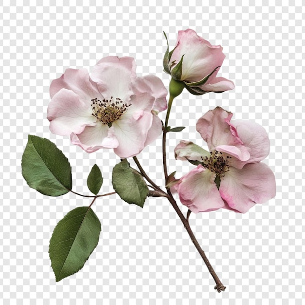 Delicaat roze rozen tak stilleven fotografie