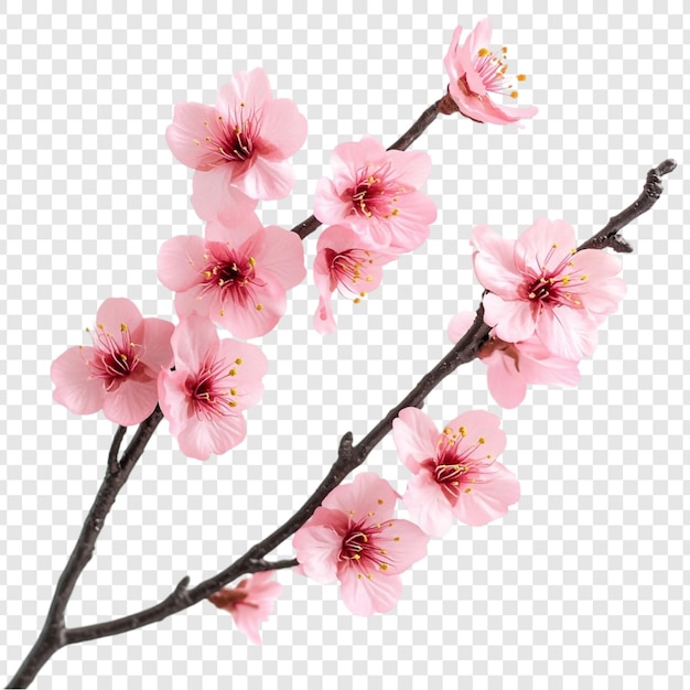 La delicada rama de las flores de cerezo rosadas