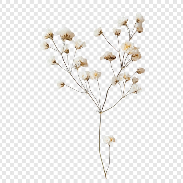 Delicadas flores secas para el aliento de los bebés