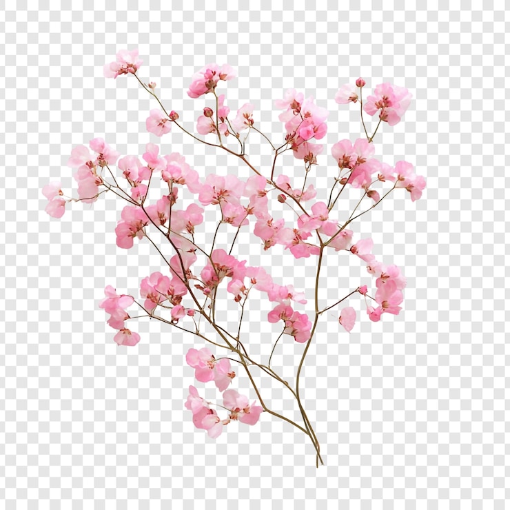 PSD gratuito delicato ramo di fiori di gipsofila rosa