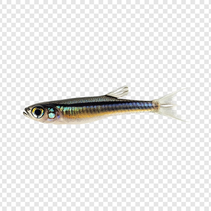 PSD Gratis detailed closeup of a small slender fish