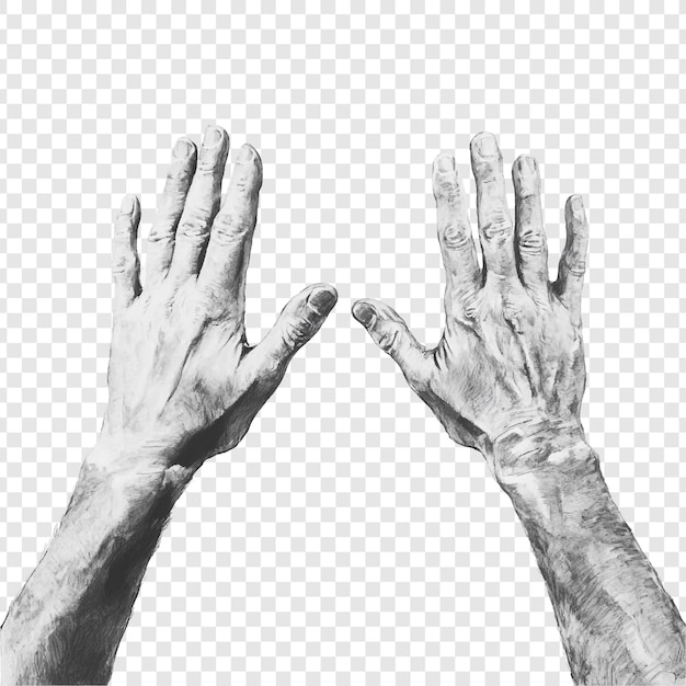 Un dibujo detallado a lápiz de dos manos que se extienden hacia arriba que muestran detalles intrincados de arrugas y uñas Un estudio de anatomía y forma humana