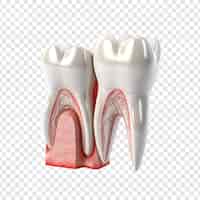 PSD gratuito un diente adolorido en medio de dientes sanos aislados en un fondo transparente