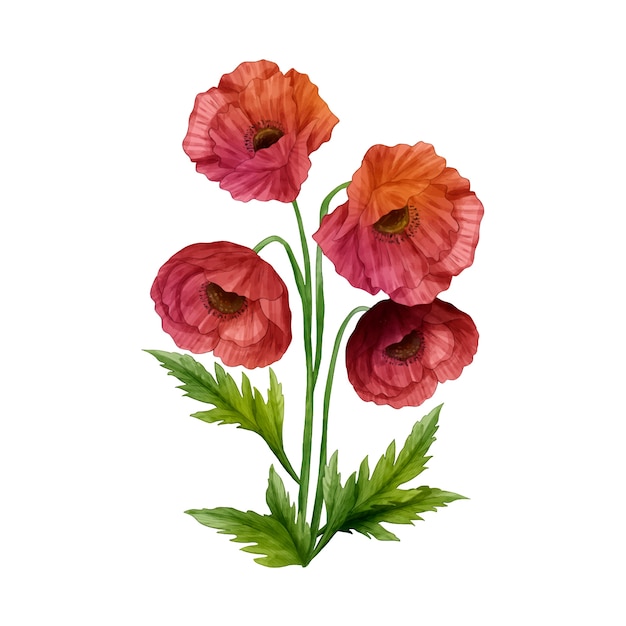 Disegno di fiori botanici