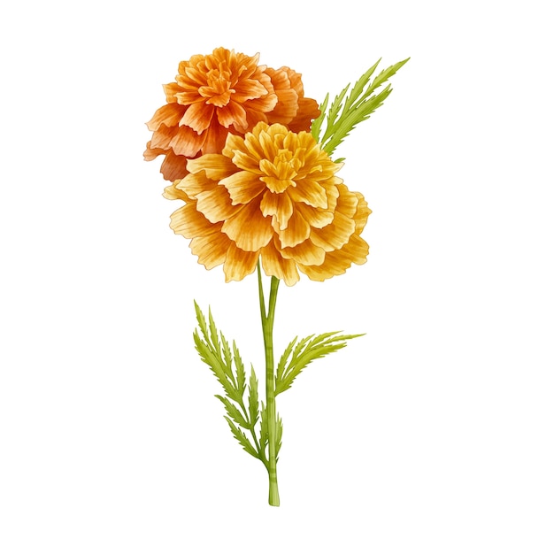 Diseño de flores botánicas.