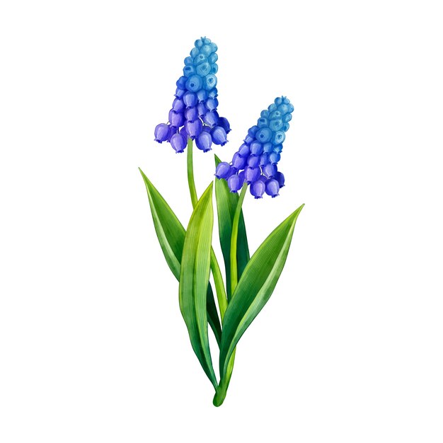 Diseño de flores botánicas.