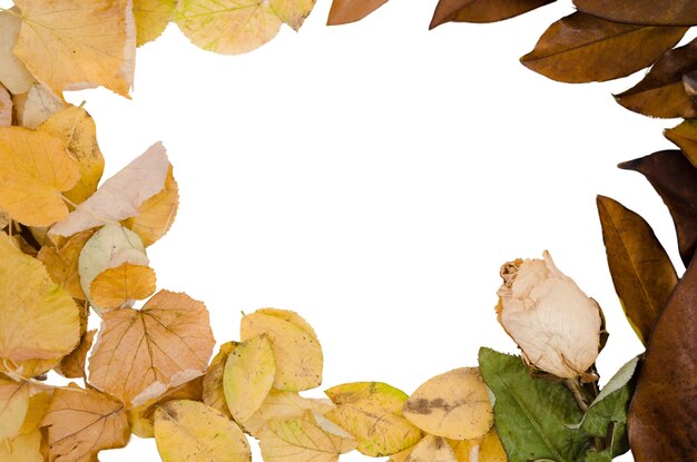 Diseño del marco de follaje de otoño