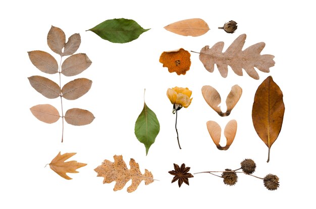 Diseño del marco de follaje de otoño